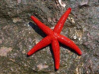 Starfish