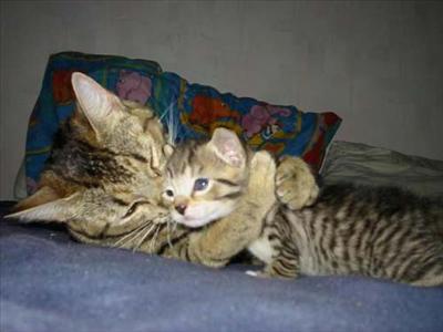 a kitty hug