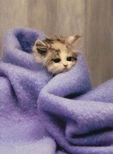 kitten in blanket