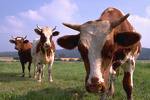 heres a cow