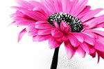 a pink little flower