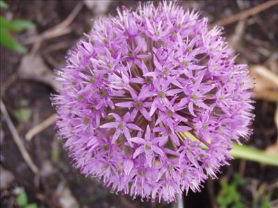 Purple Puff