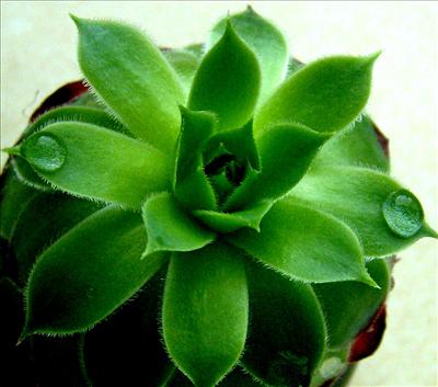 Green Galoxy