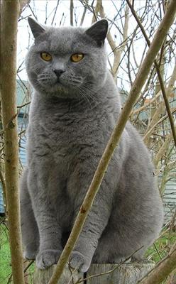 British Shorthair...