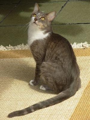 Brazilian Shorthair...