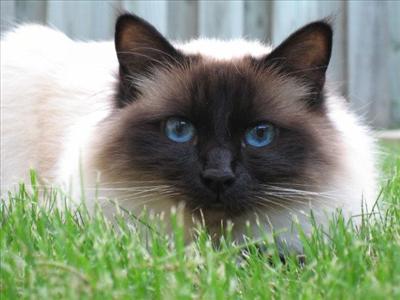 Birman...