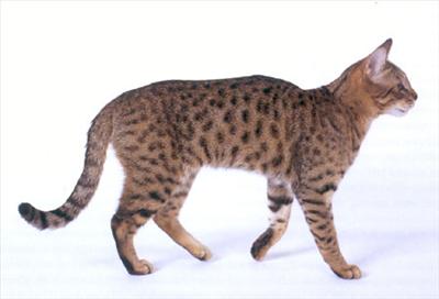 California Spangled Cat...