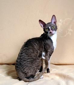 Cornish Rex...