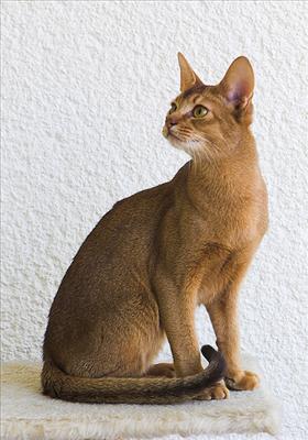 Abyssinian...