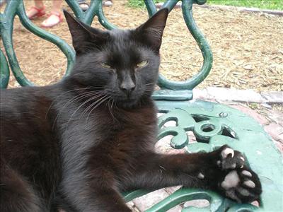 American Polydactyl...