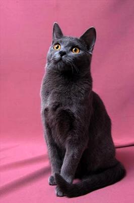 Chartreux...
