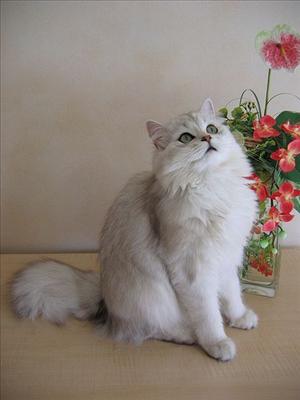 British Longhair...