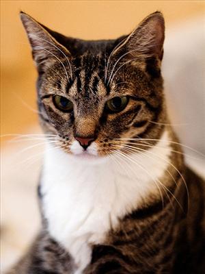 American Shorthair...