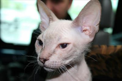 Donskoy or Don Sphynx...