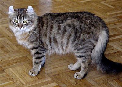 American Curl...