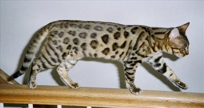 Bengal...