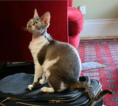 Devon Rex...