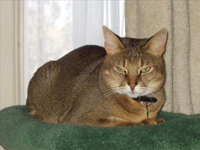 Chausie...