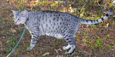 Egyptian Mau...