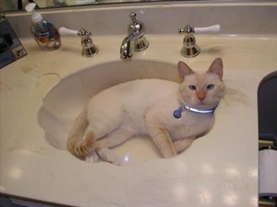 Colorpoint Shorthair...