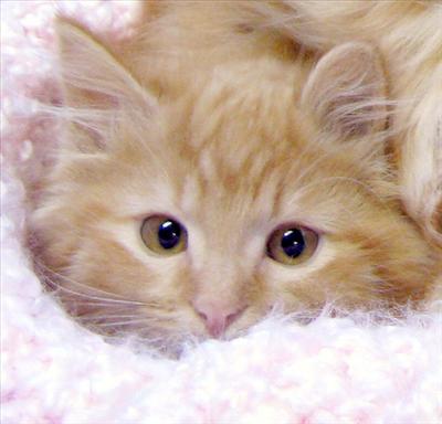 Orange Tabby...