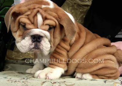 English bulldog 
