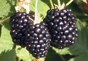 Mora