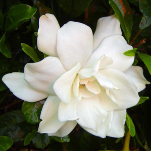 gardenya