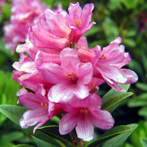 rhododendron gülü