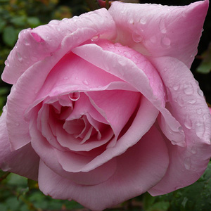 PEMBE GÜL