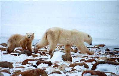 polar bears