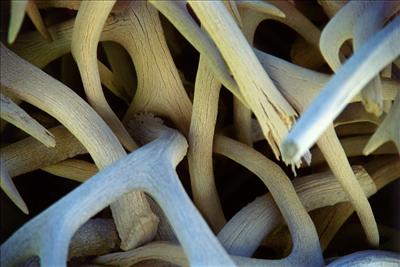 antlers