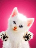cat3