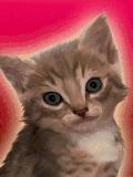 cat1