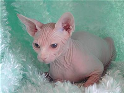 Sphynx