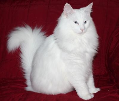 Hvid kat