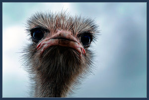 Not a Duck