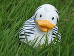 Zebra Duck