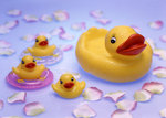 Ducky Family