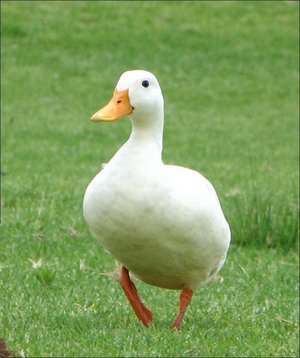 Plastic-surgrey Free Duck