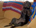 Chilling out doggie