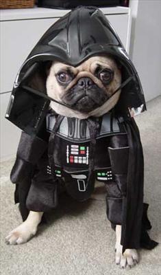 Dark fader doggige