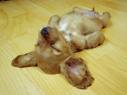 Sleepy doggie