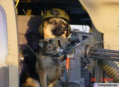 take charge doggie