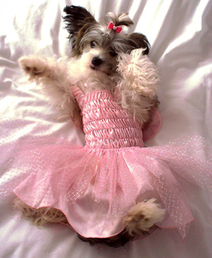 Fairy doggie