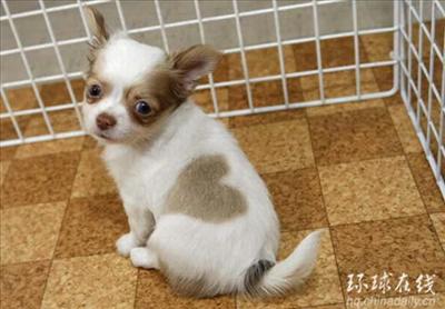 Full of love doggie