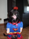 Supper doggie
