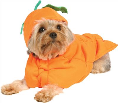Pumkin doggie