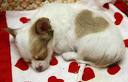 Dog Heart