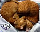 Cat heart